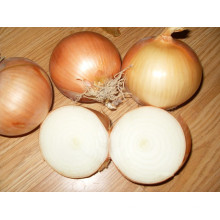 Fresh onion price ton in China